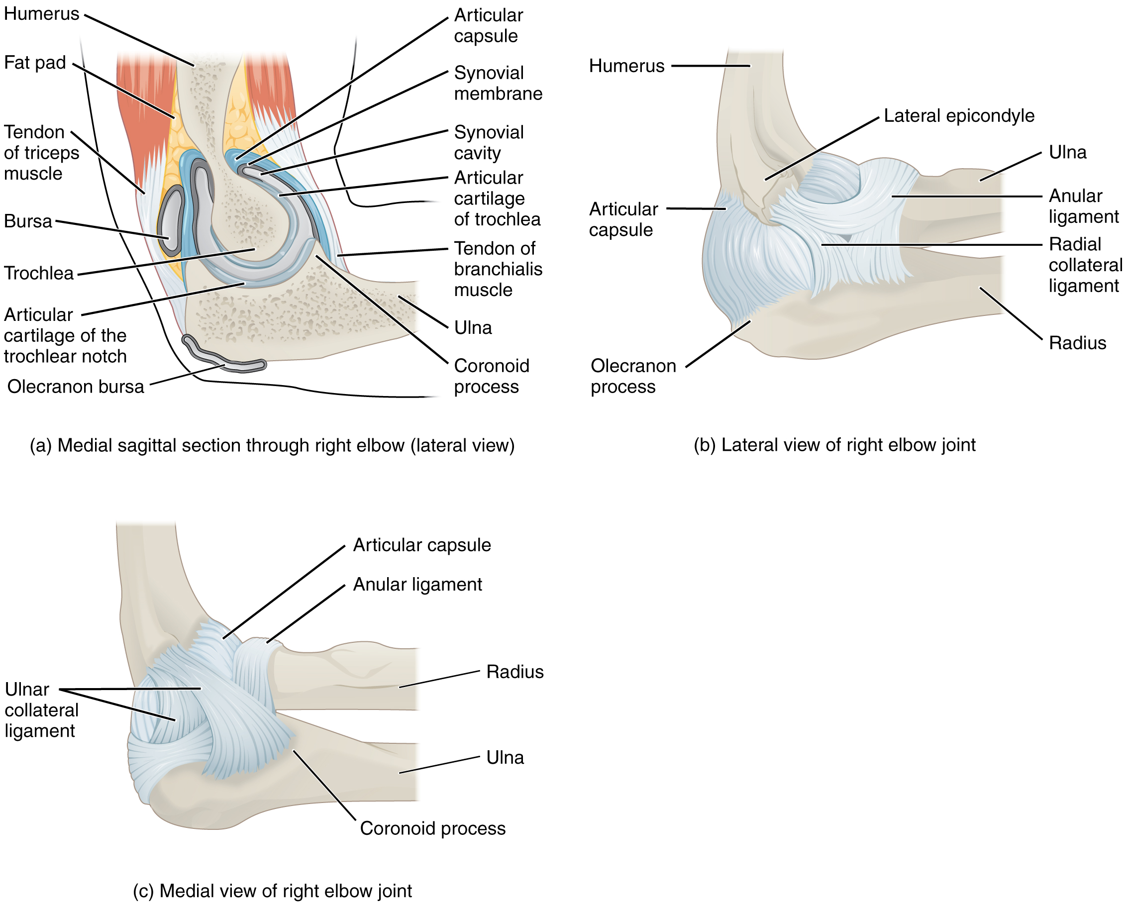 Anatomia de referência do cotovelo: articulação, ligamentos, tendões e bursas.
